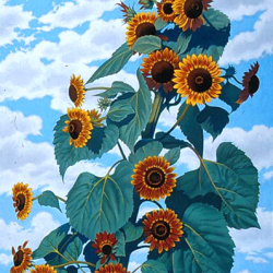 01_breenswardsunflower