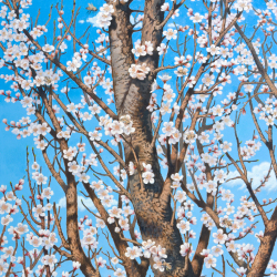 Apricot Blossoms